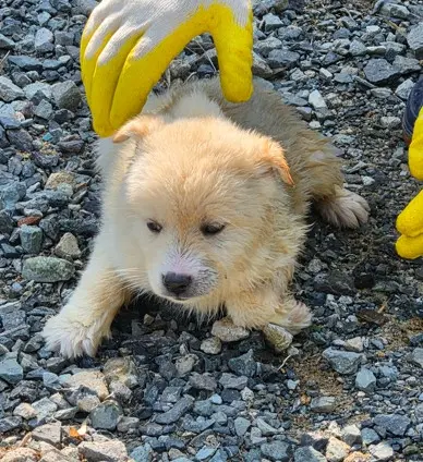 믹스견 보호중 사진