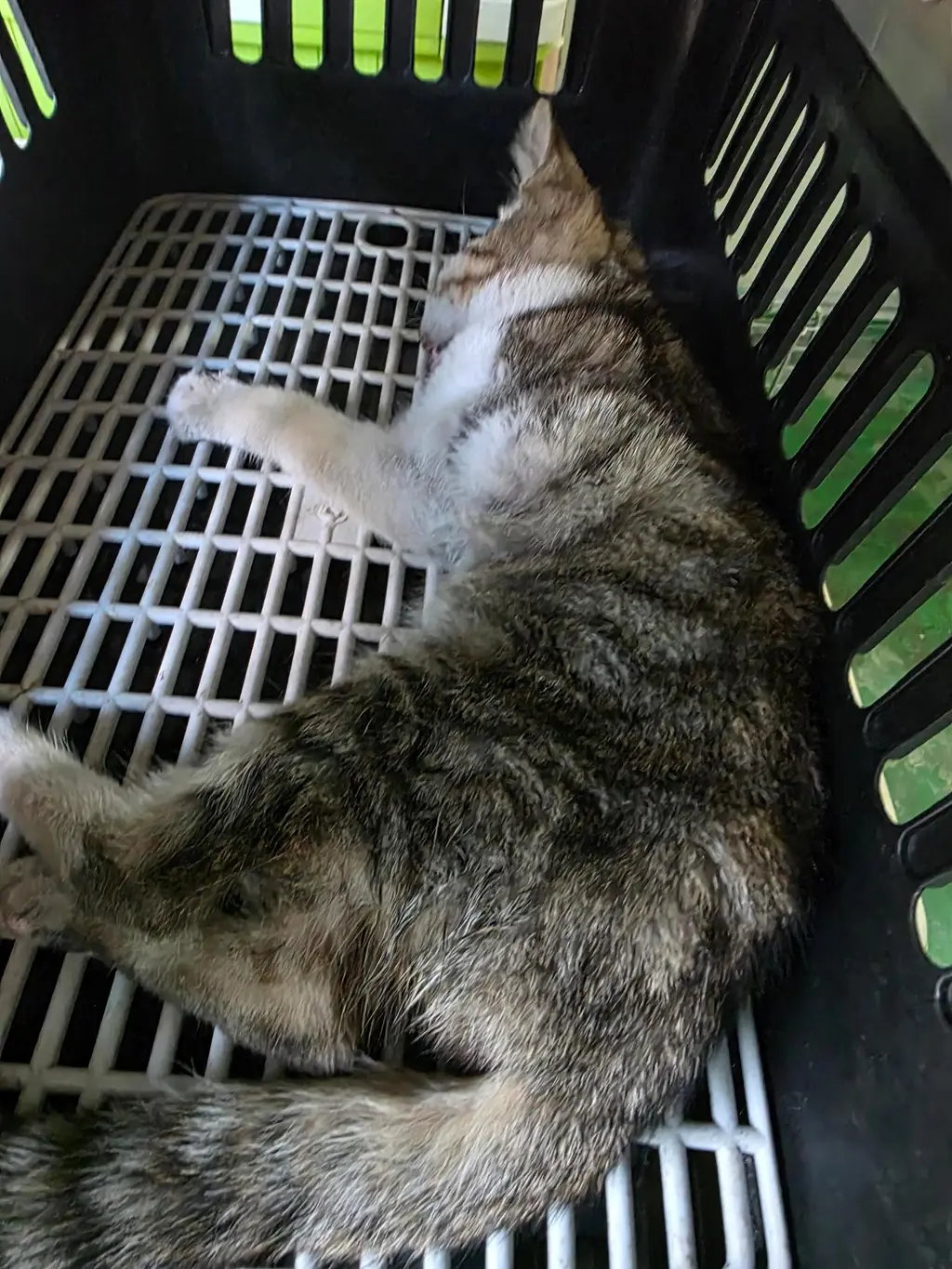 한국 고양이 보호중 사진