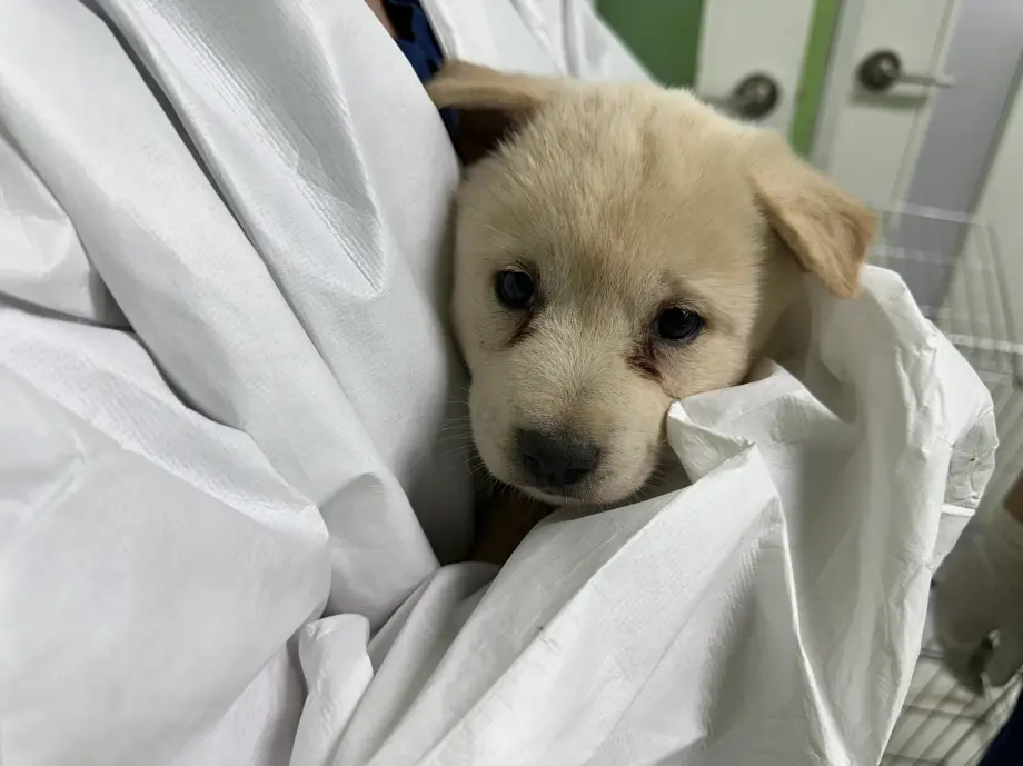 믹스견 보호중 사진