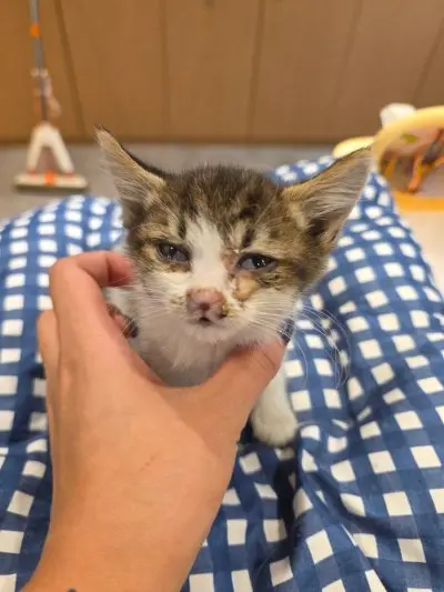 믹스묘 보호중 사진