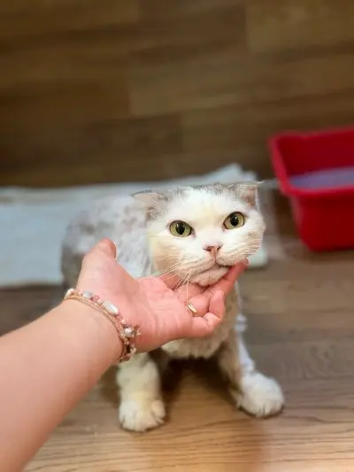 스코티시폴드 보호중 사진