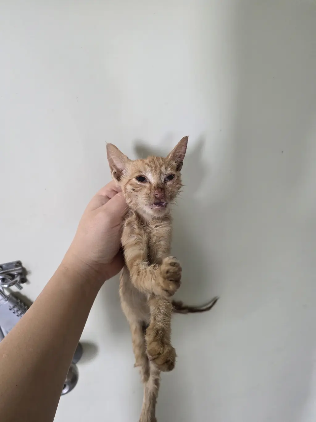 한국 고양이 보호중 사진