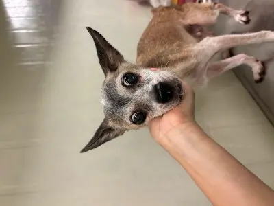 믹스견 보호중 사진