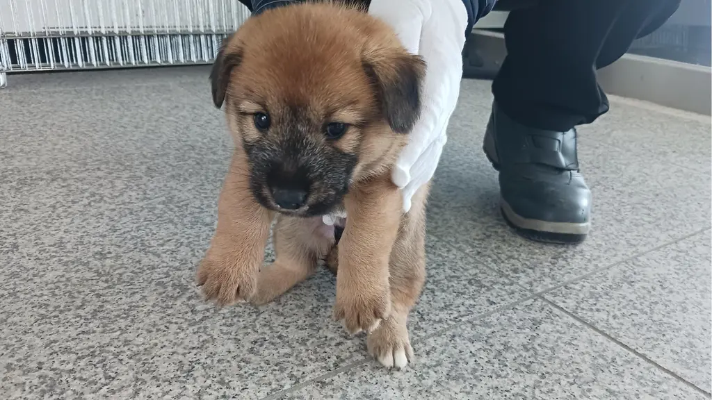 믹스견 보호중 사진