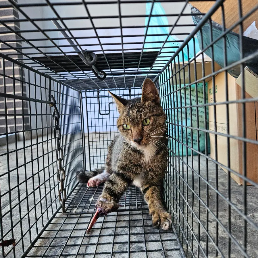 한국 고양이 보호중 사진