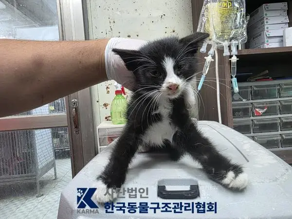 한국 고양이 보호중 사진