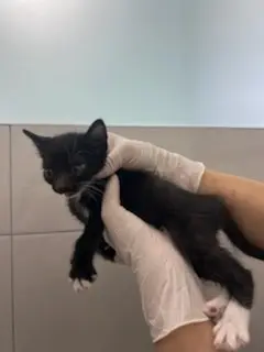 한국 고양이 보호중 사진