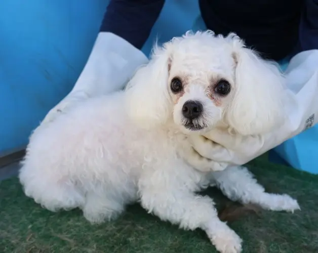 푸들 보호중 사진