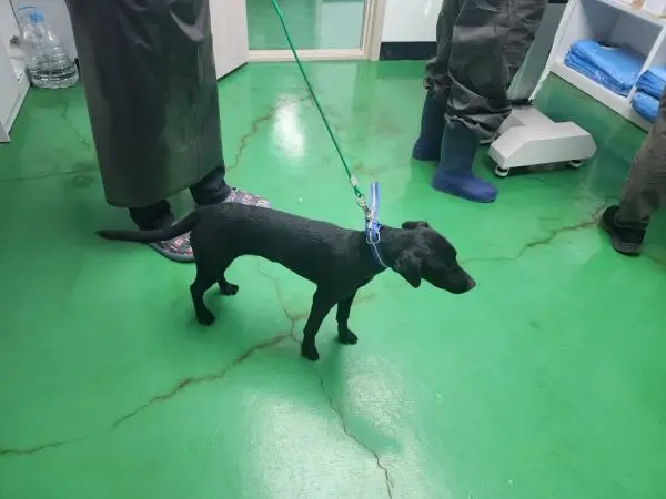 믹스견 보호중 사진