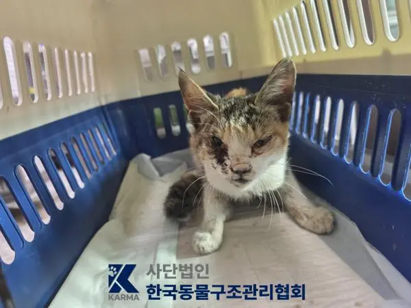 한국 고양이 보호중 사진
