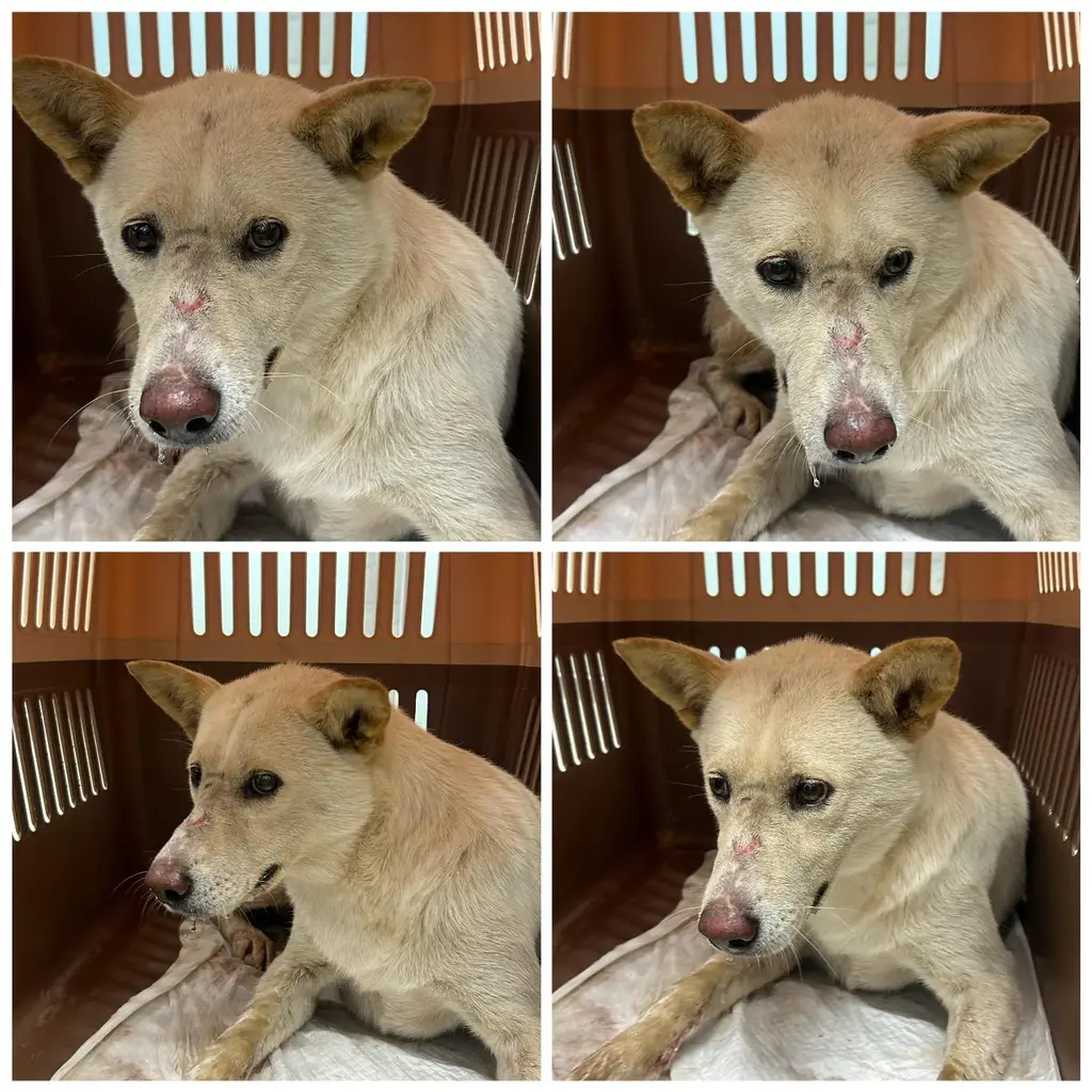 믹스견 보호중 사진