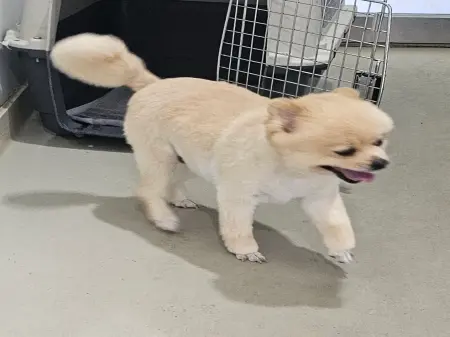 포메라니안 보호중 사진