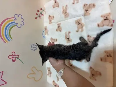 믹스묘 보호중 사진