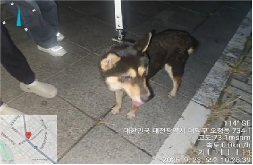 진도견 보호중 사진