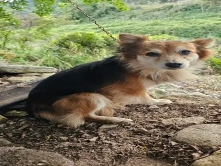 믹스견 보호중 사진
