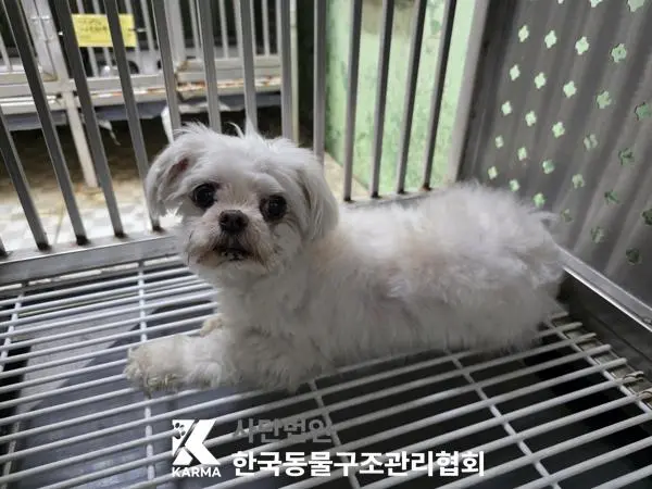 말티즈 보호중 사진