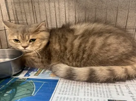 한국 고양이 보호중 사진