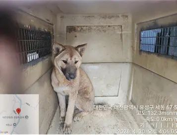 믹스견 보호중 사진