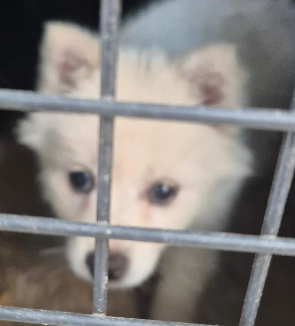 믹스견 보호중 사진