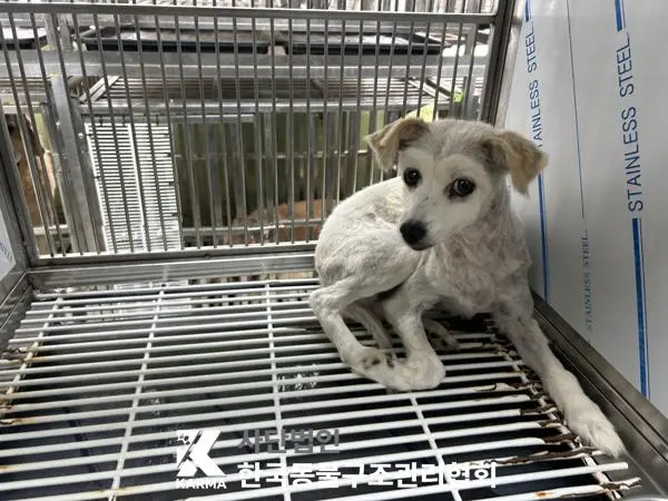 믹스견 보호중 사진