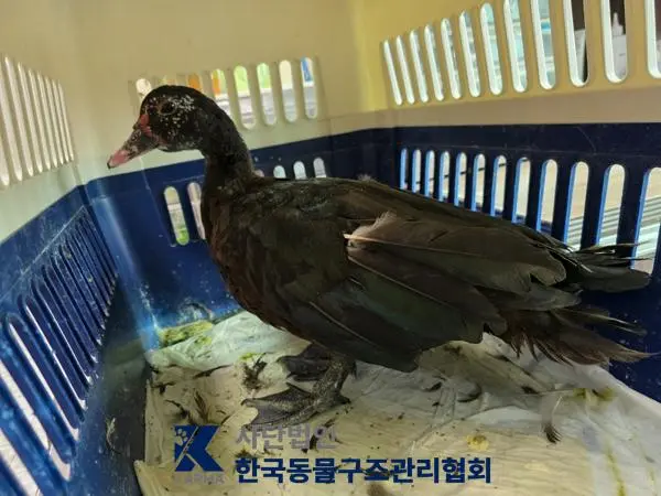 기타축종 보호중 사진