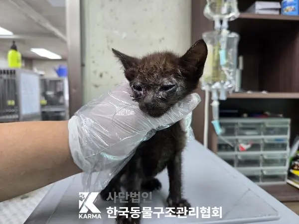 한국 고양이 보호중 사진