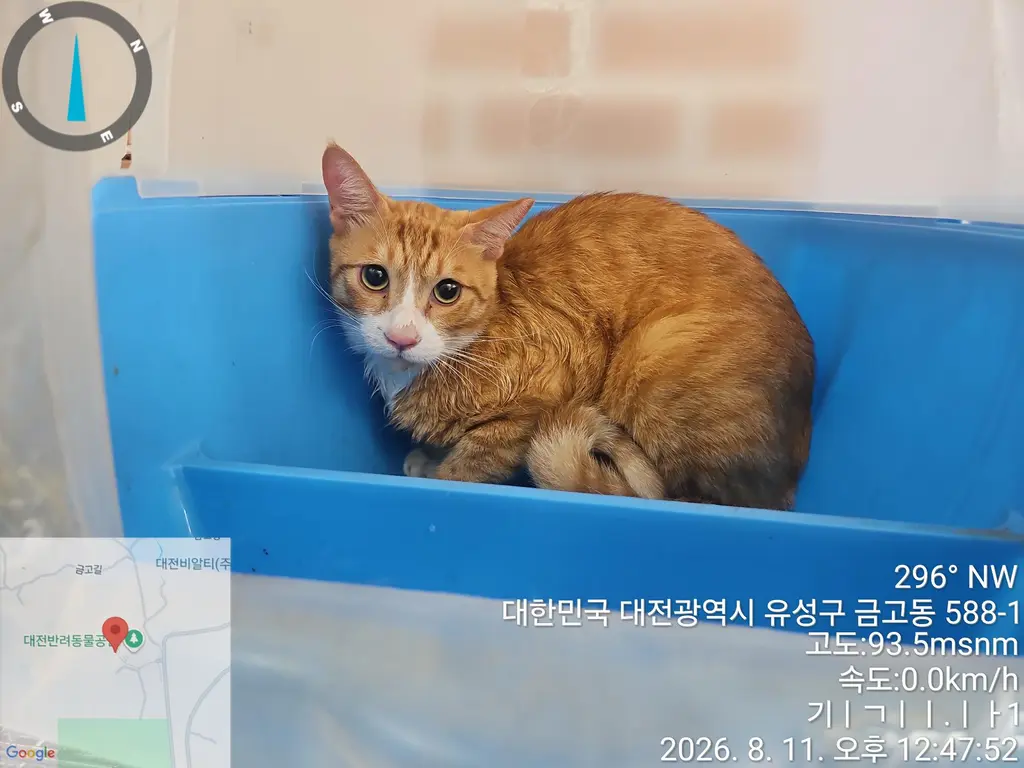 한국 고양이 보호중 사진