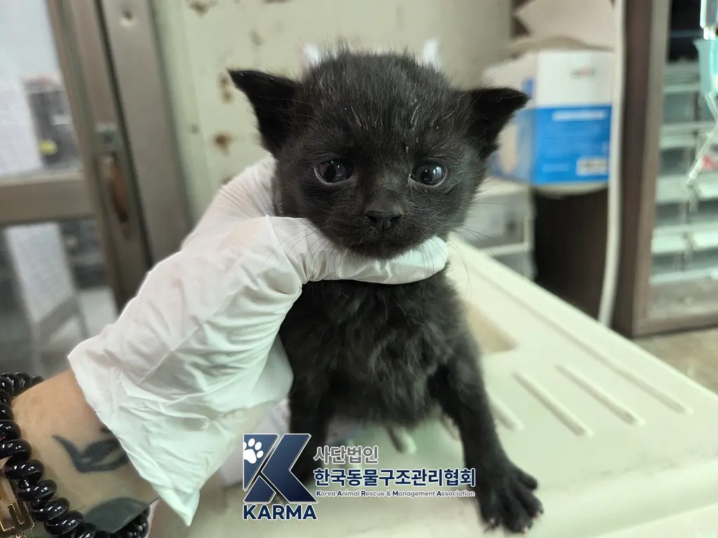 한국 고양이 보호중 사진