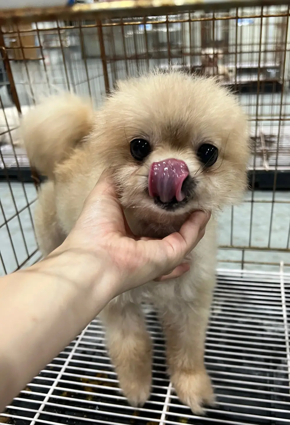 포메라니안 보호중 사진