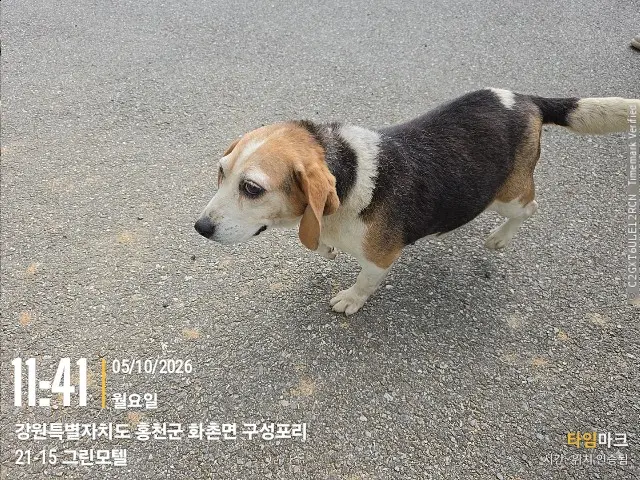 비글 보호중 사진