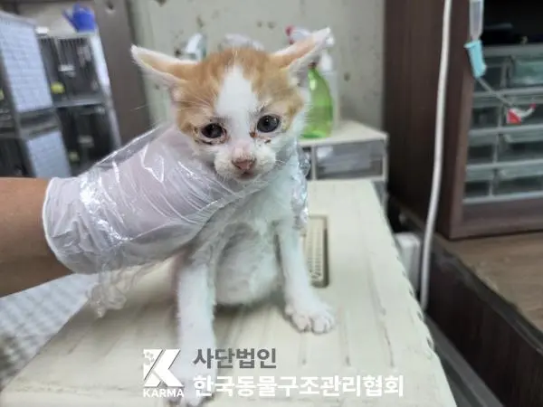 한국 고양이 보호중 사진