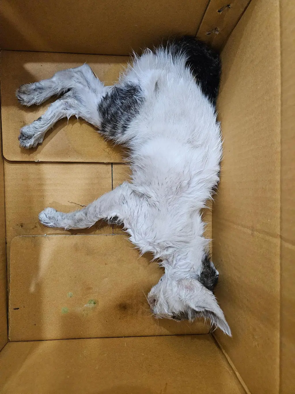 한국 고양이 보호중 사진