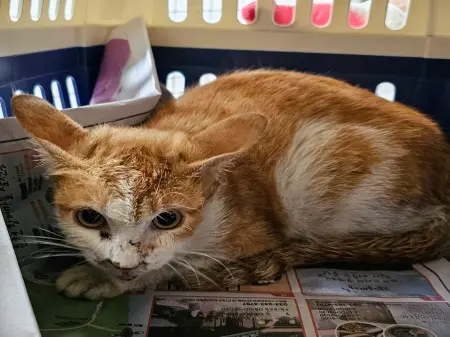 한국 고양이 보호중 사진