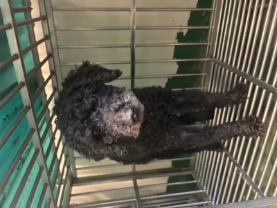 푸들 보호중 사진