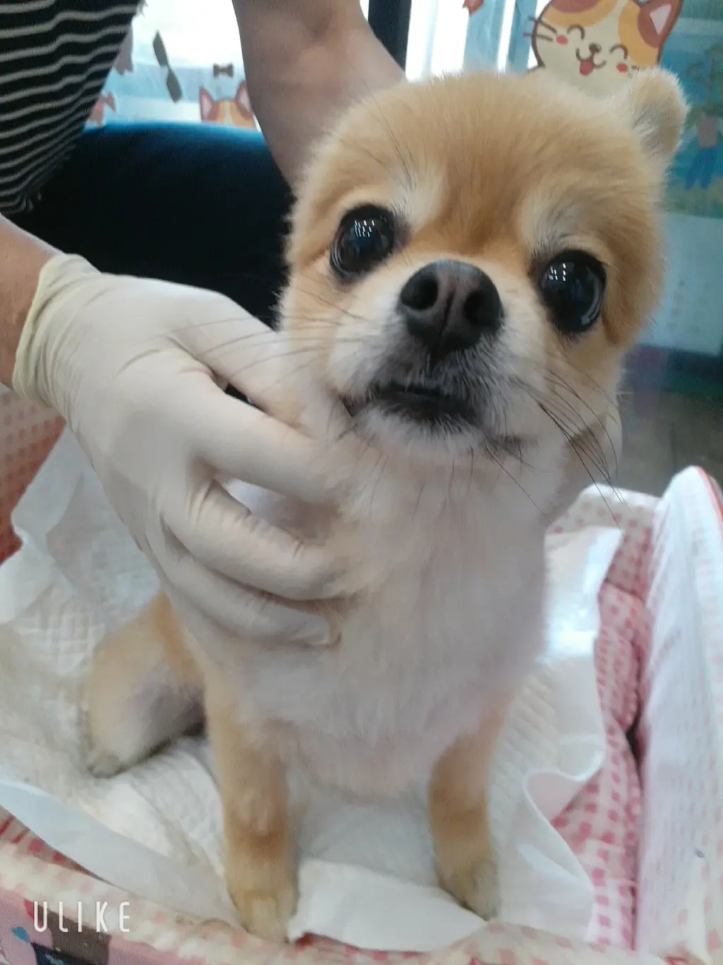 포메라니안 보호중 사진