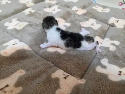 믹스묘 보호중 사진