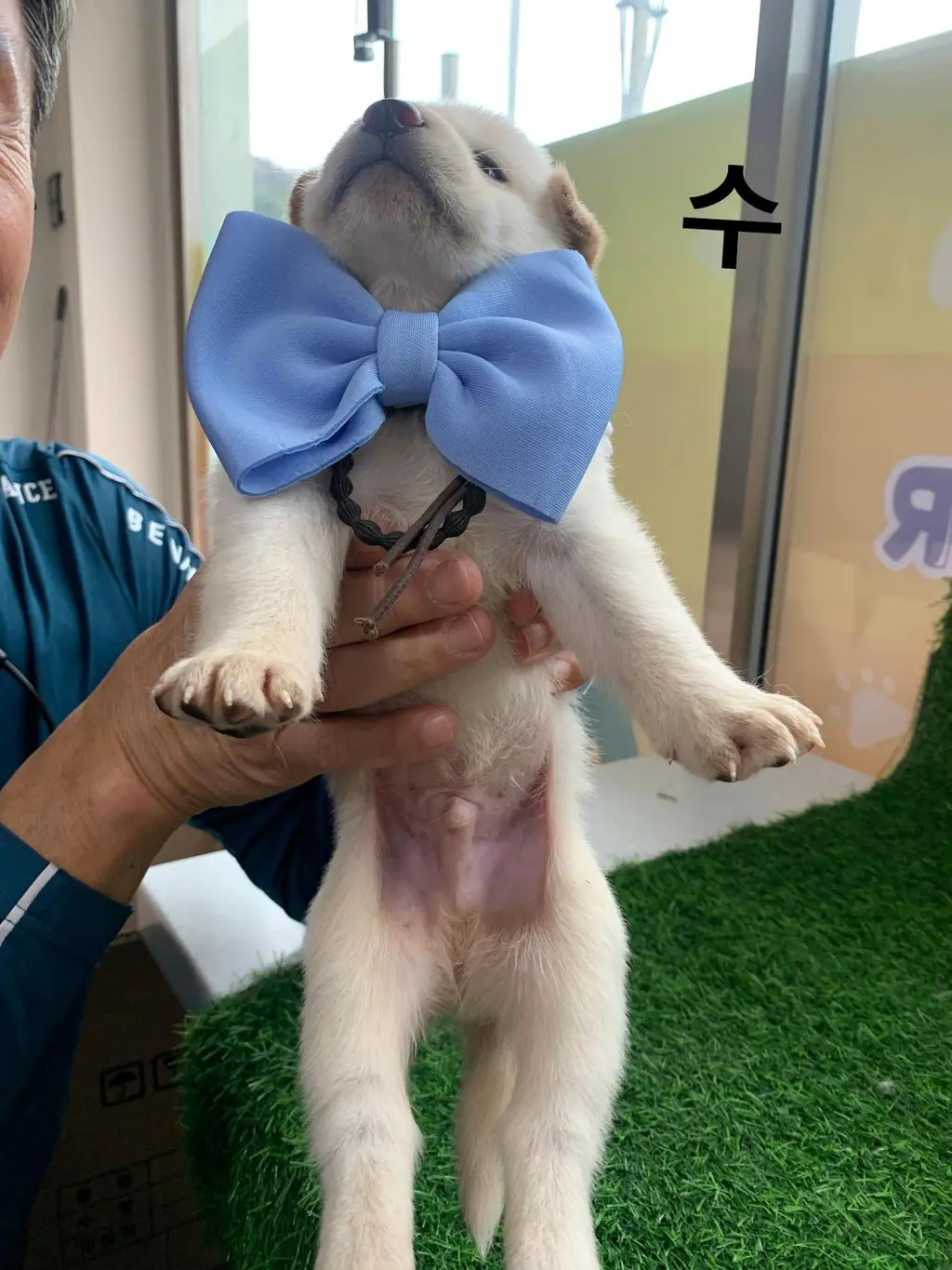 믹스견 보호중 사진
