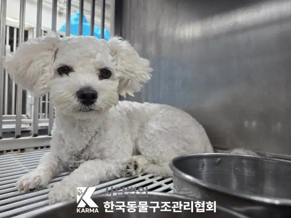 믹스견 보호중 사진