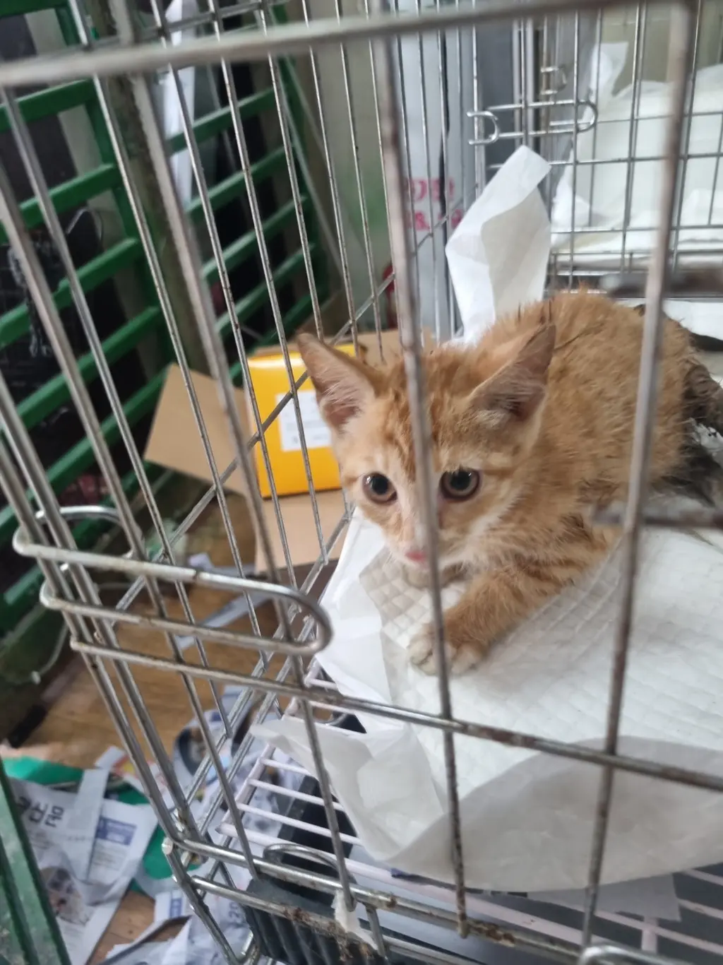 믹스묘 보호중 사진