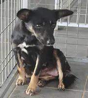 믹스견 보호중 사진