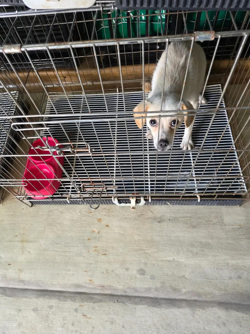 믹스견 보호중 사진