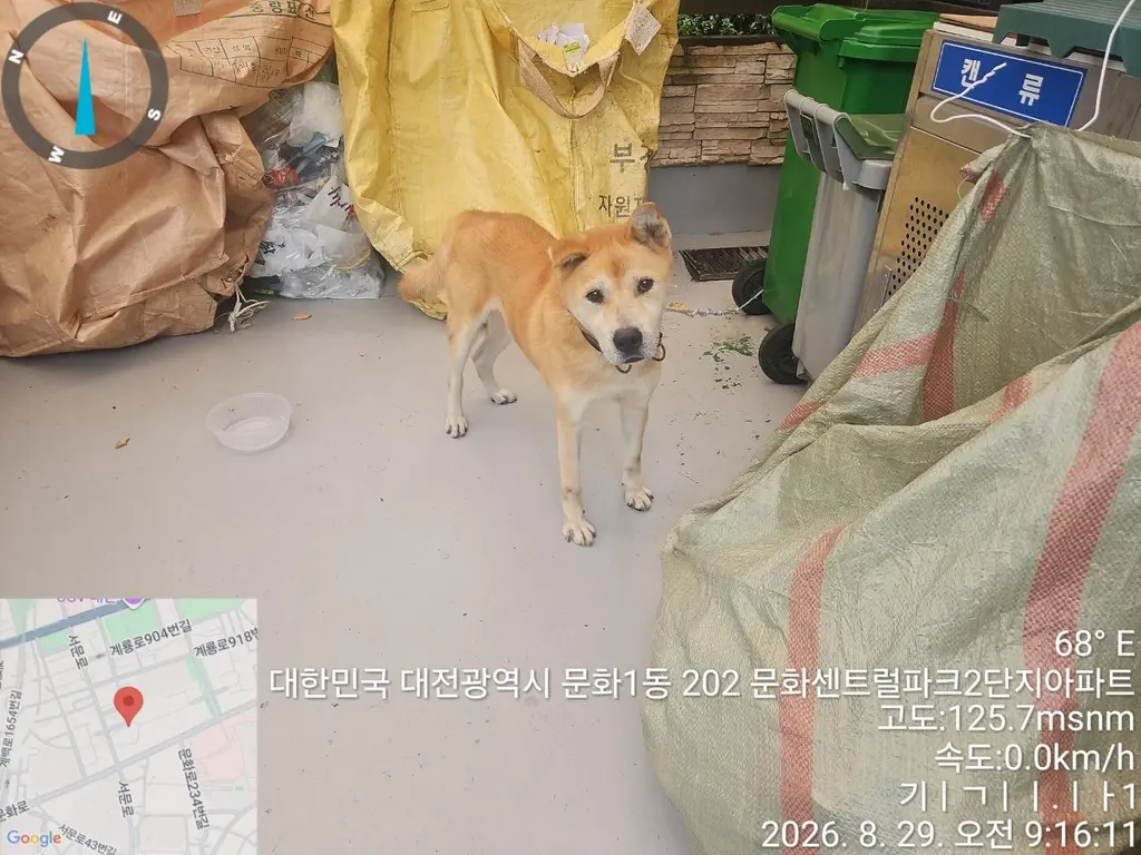 믹스견 보호중 사진