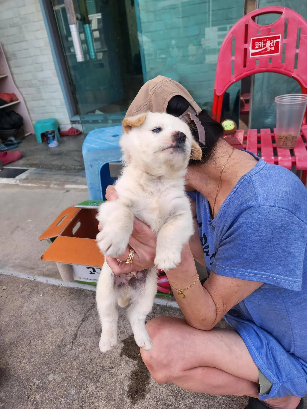 믹스견 보호중 사진