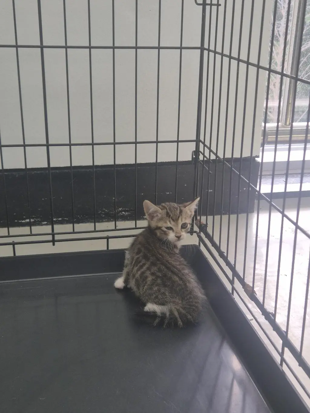 한국 고양이 보호중 사진