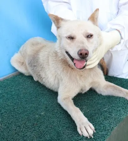 믹스견 보호중 사진