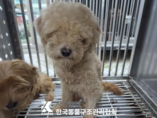 푸들 보호중 사진