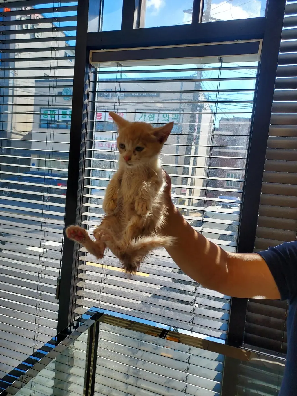 믹스묘 보호중 사진