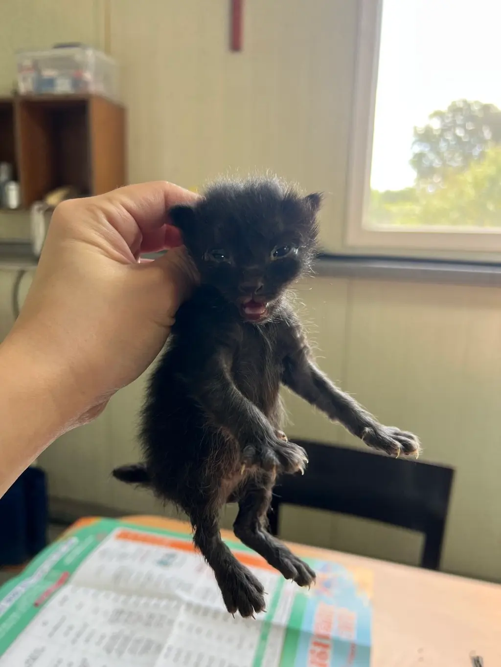 한국 고양이 보호중 사진