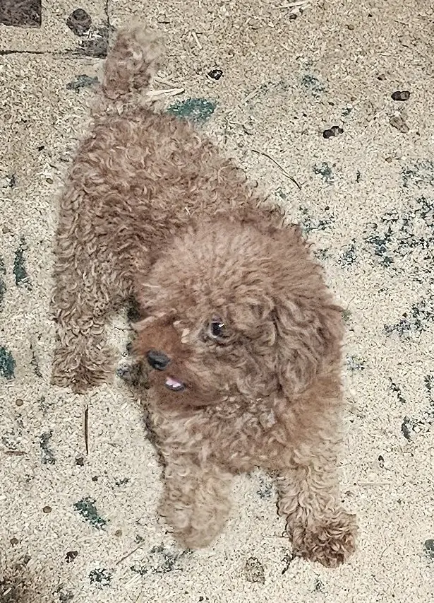 믹스견 보호중 사진