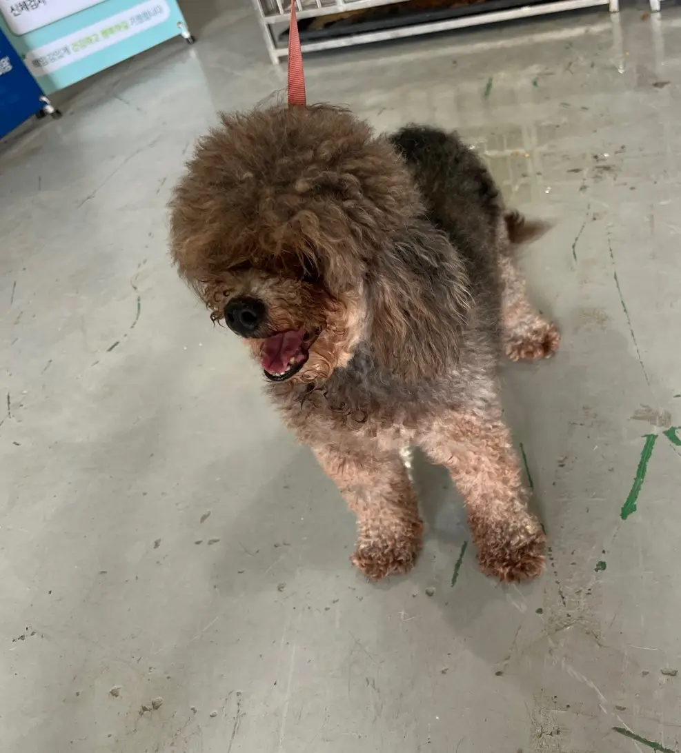 푸들 보호중 사진